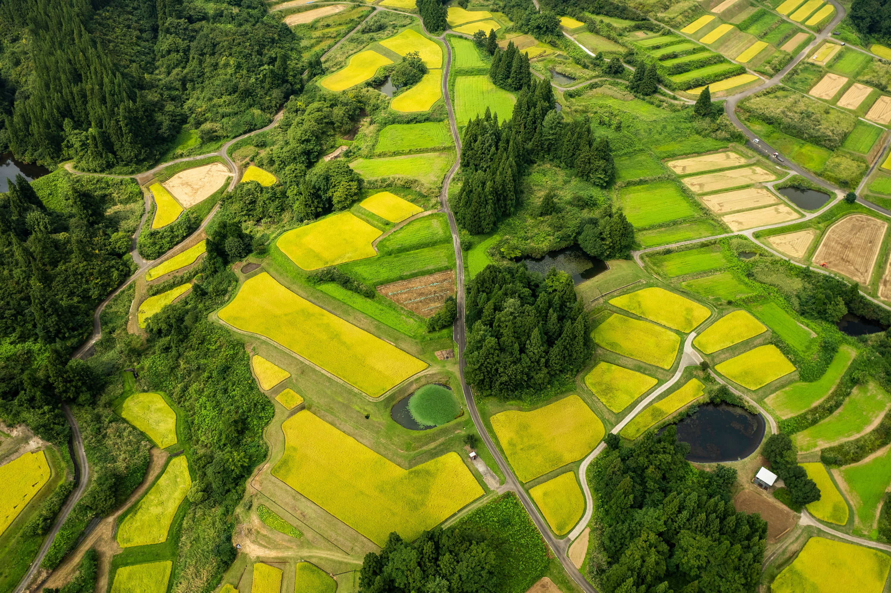 棚田の風景