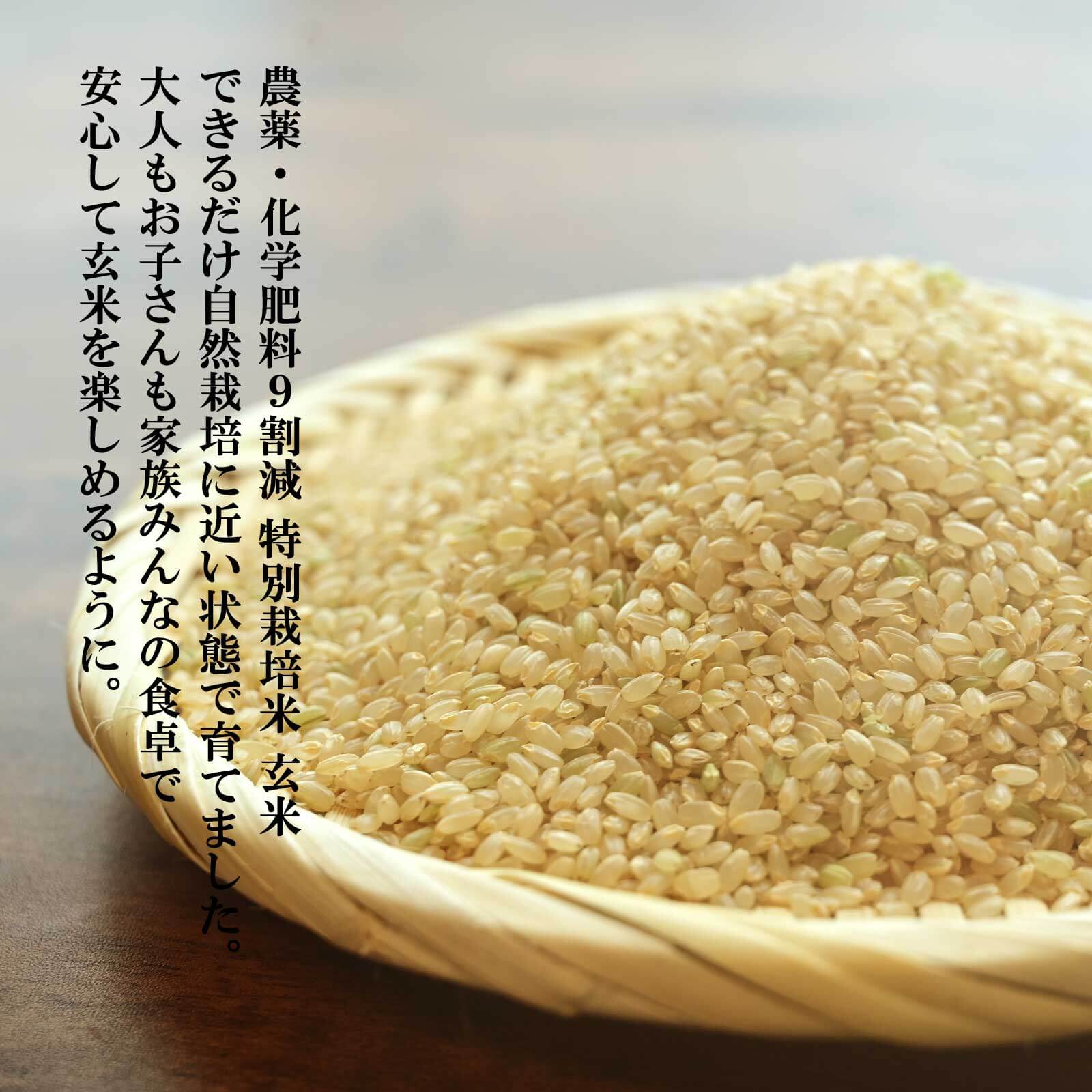 テーブルの上の玄米の生米
