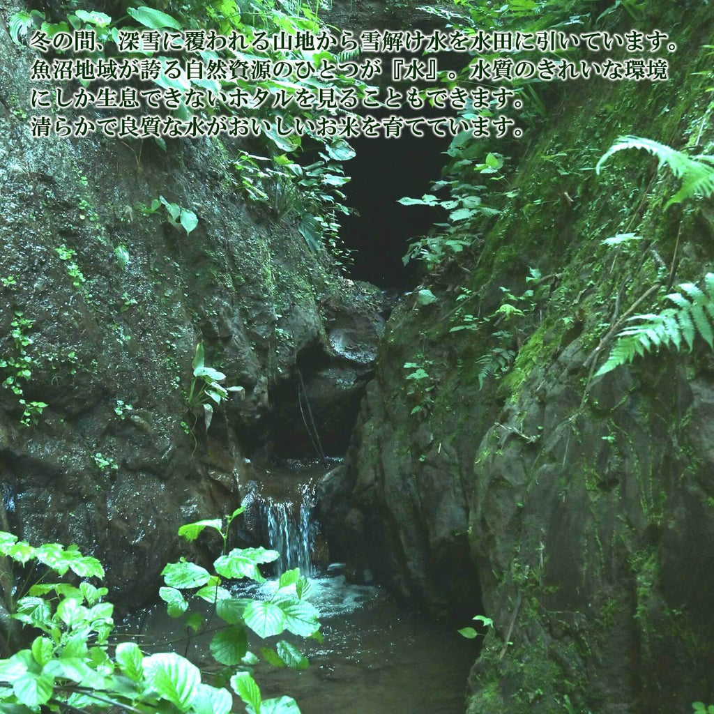 山から湧き出る天然の水