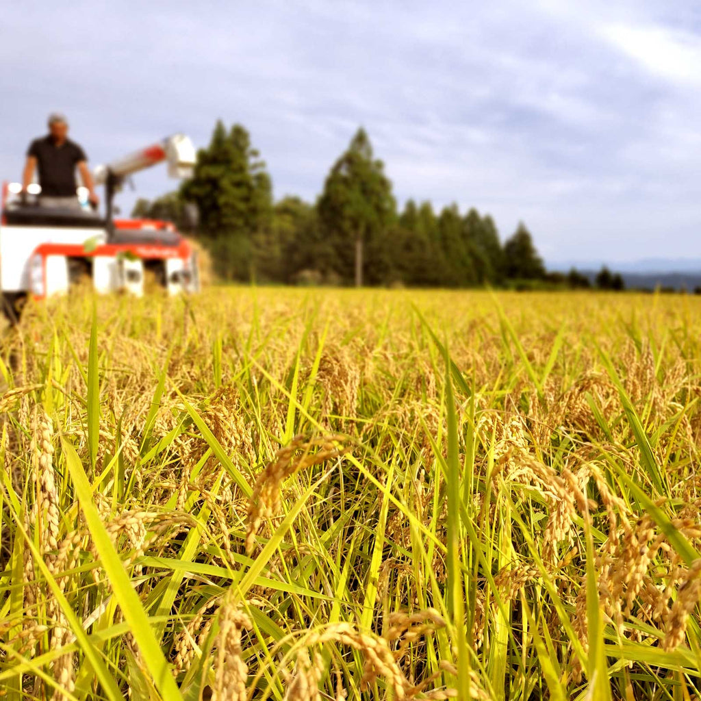 コンバインが黄金色の稲を刈る様子