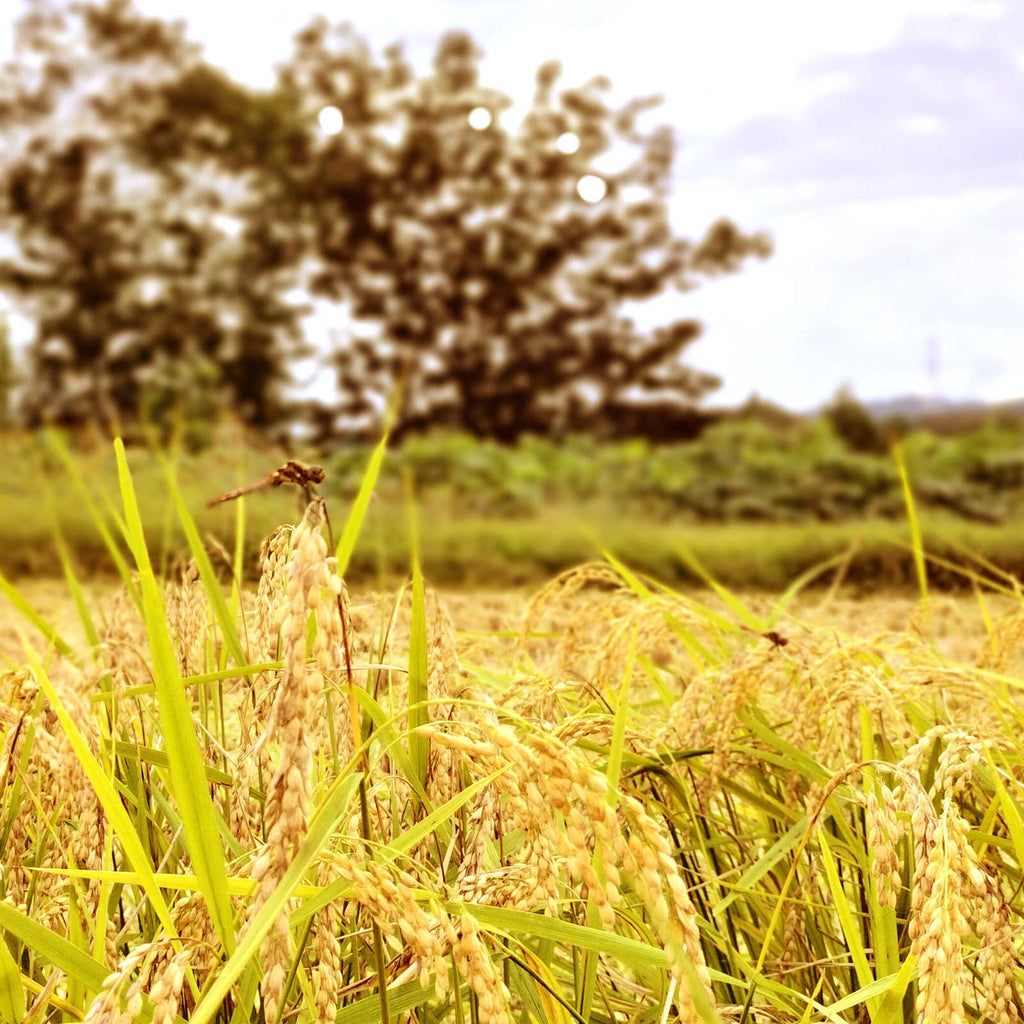 収穫期の稲穂とトンボ