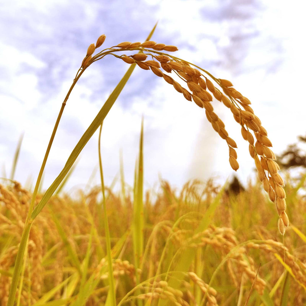 大きく実ったコシヒカリの穂