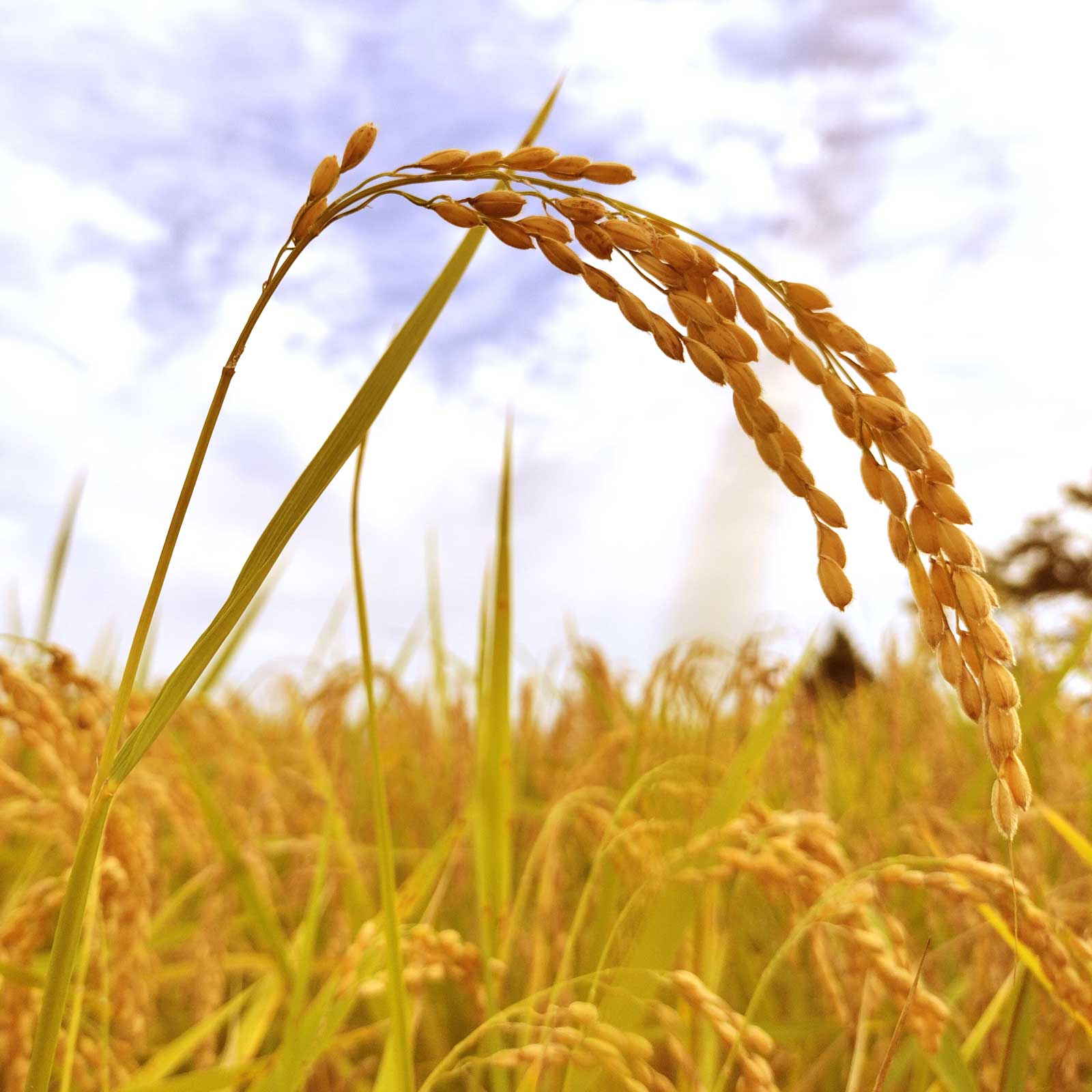 大きく実ったコシヒカリの穂