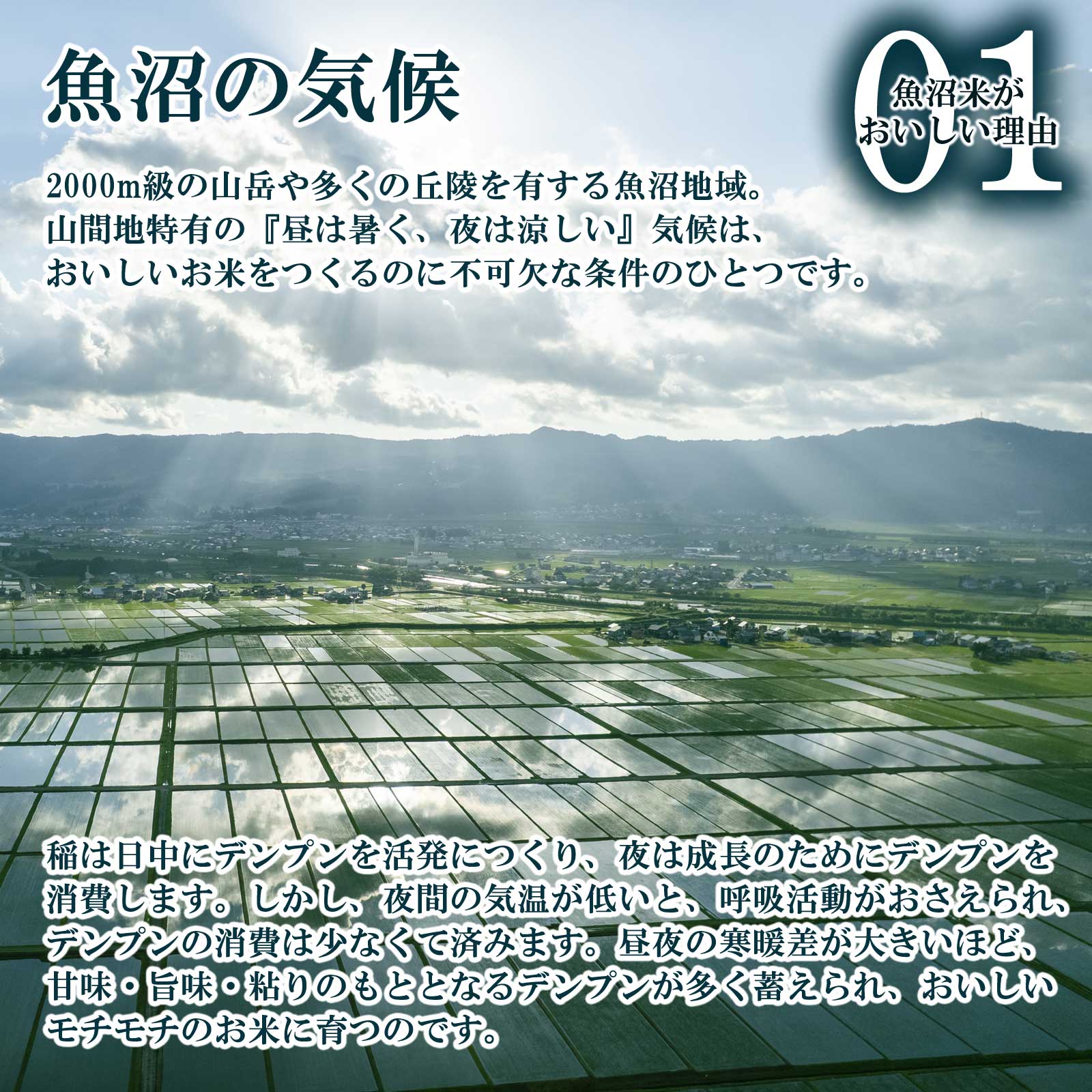 広大な水田を照らす太陽の様子と魚沼産コシヒカリがおいしい理由