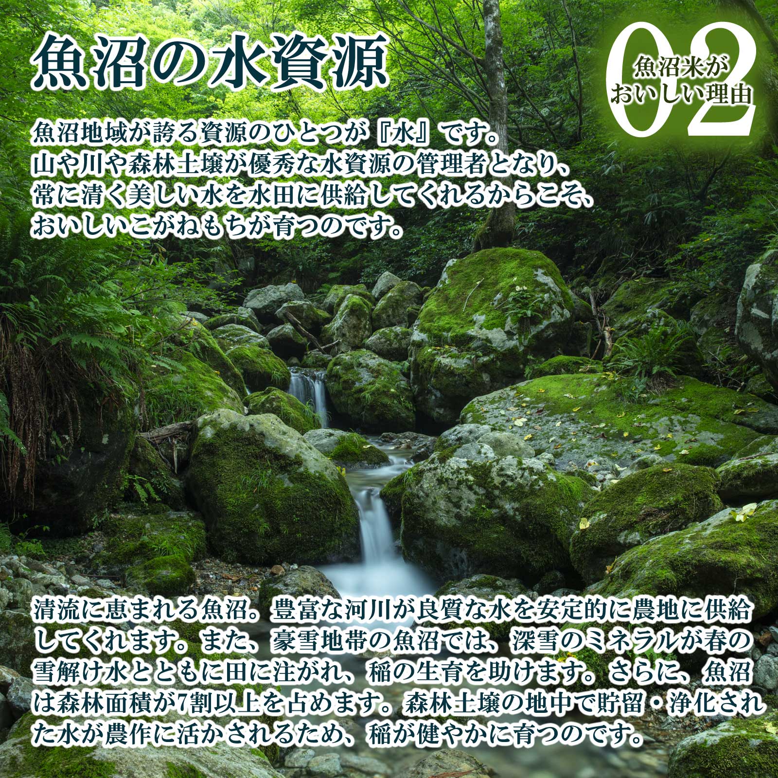 森の中を流れる小川の様子と魚沼産もち米がおいしい理由