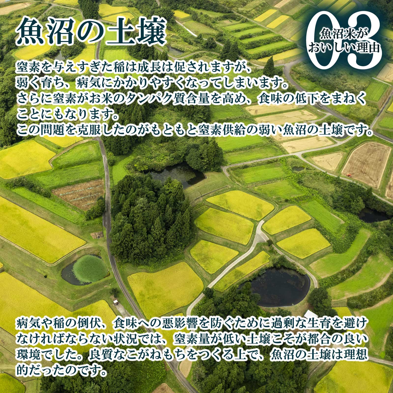魚沼の大地と魚沼産もち米がおいしい理由
