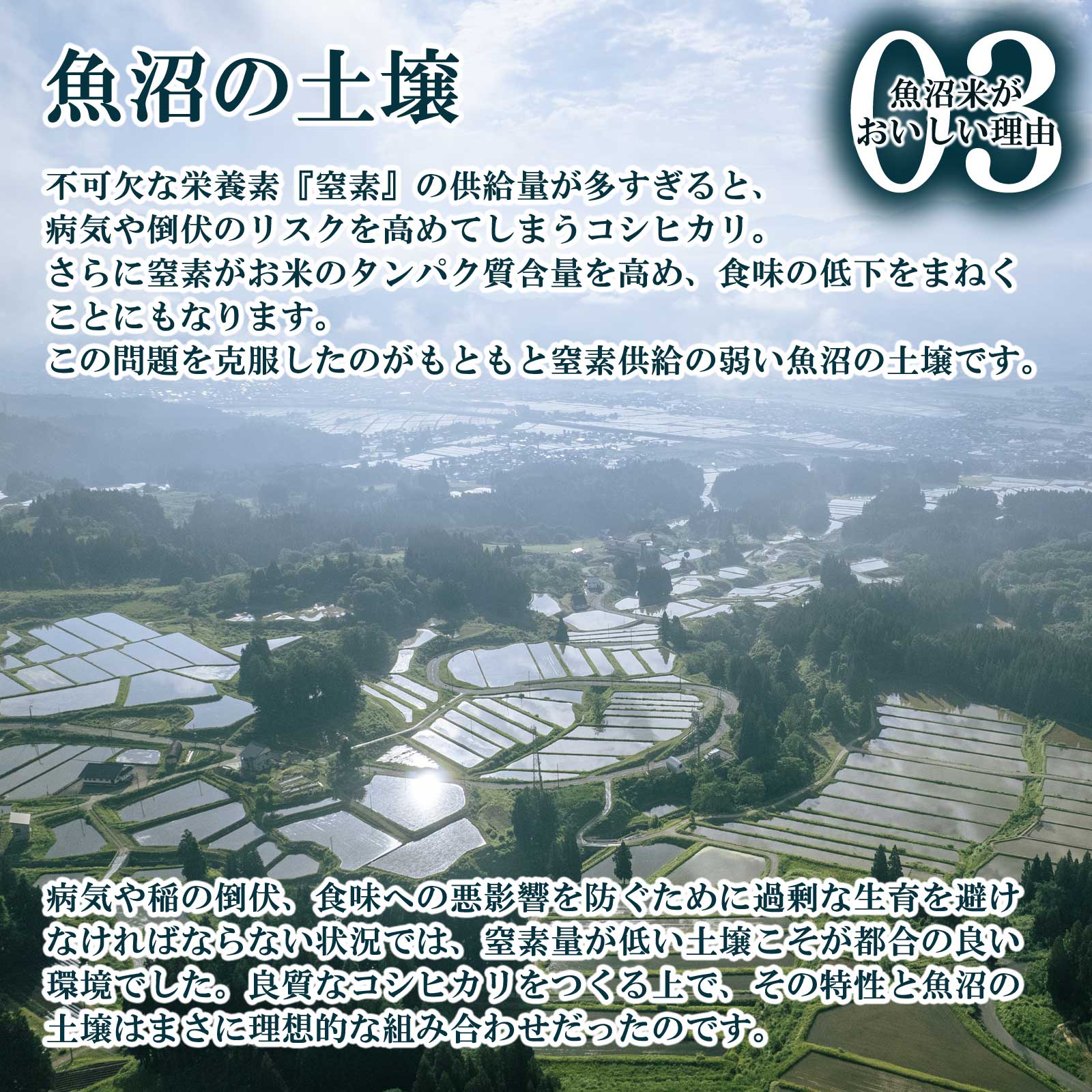 山の裾まで広がる水田の様子と魚沼産コシヒカリがおいしい理由